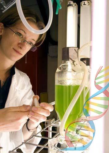 分子剪刀改造微藻基因组 助推第三代生物燃料研发